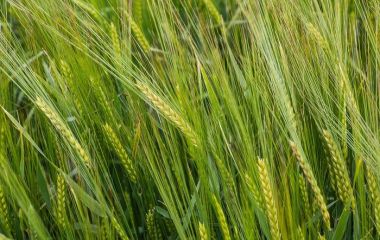 Посівний матеріал озимого ячменю: якісні сорти для стабільних урожаїв