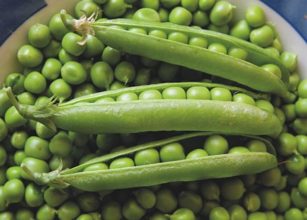 Насіння ярого гороху Оплот високоврожайний сорт