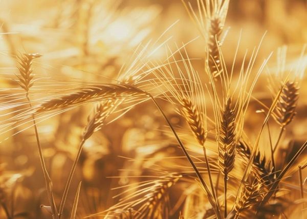 Сертифіковане насіння пшениці Вагома (Супереліта)