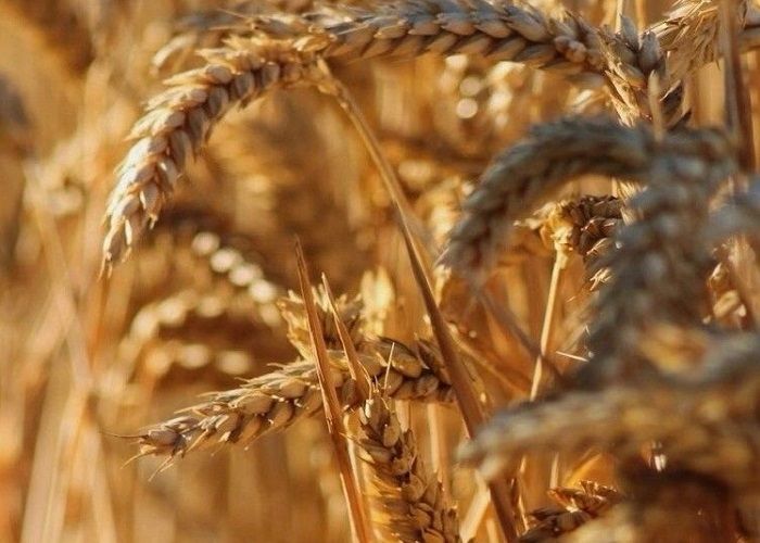 Купити насіння пшениці Вірність (Супереліта)