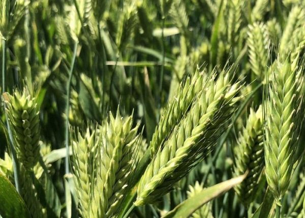 Сертифіковане насіння ячменю Дев’ятий вал