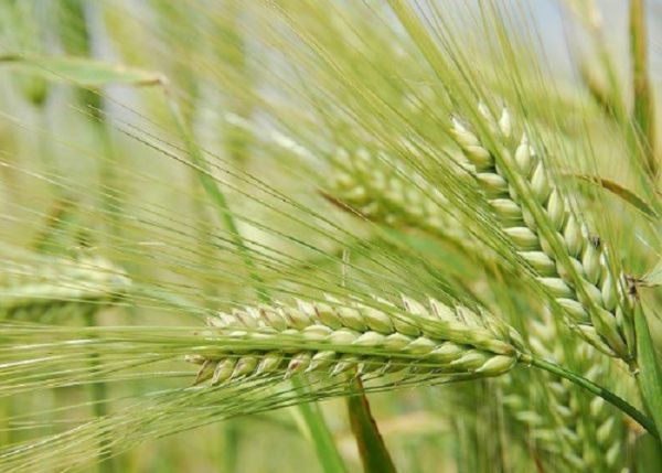 Насіння озимого ячменю Достойний від виробника